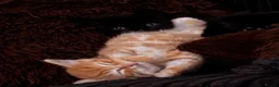 Mixed Breed cats for sale: 🐾🧡 x2 Adorable Ginger Toms 🧡🐾 - Advert 8