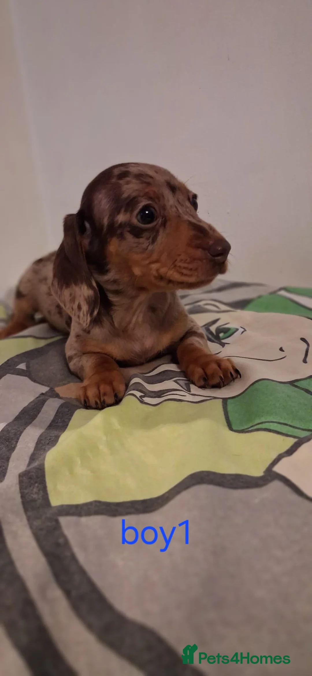 Dachshund dogs for sale: Beautiful miniature Dachshund babies  in Barnsley - Advert 5