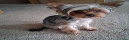 Yorkshire Terrier dogs for sale: The Most beautiful clever girl  - Advert 1