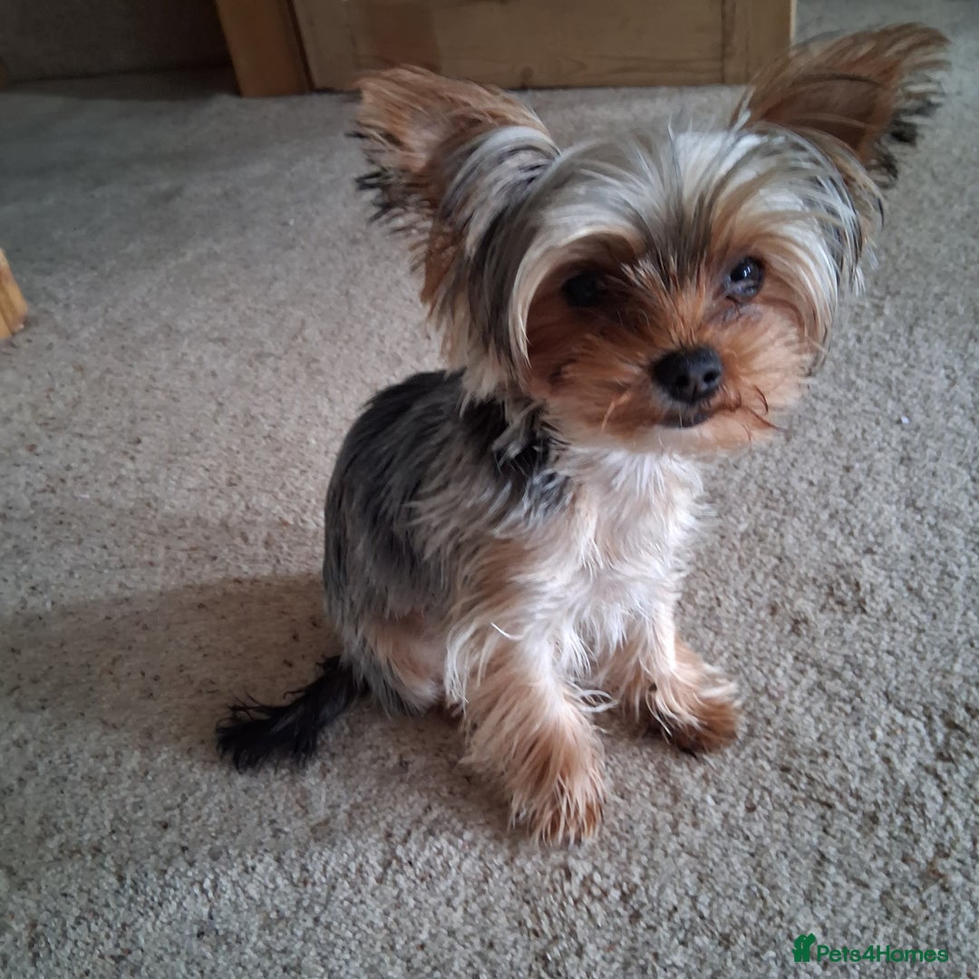 Yorkshire Terrier dogs for sale: The Most beautiful clever girl  - Advert 1