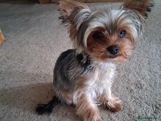 Yorkshire Terrier dogs The Most beautiful clever girl - Advert 2