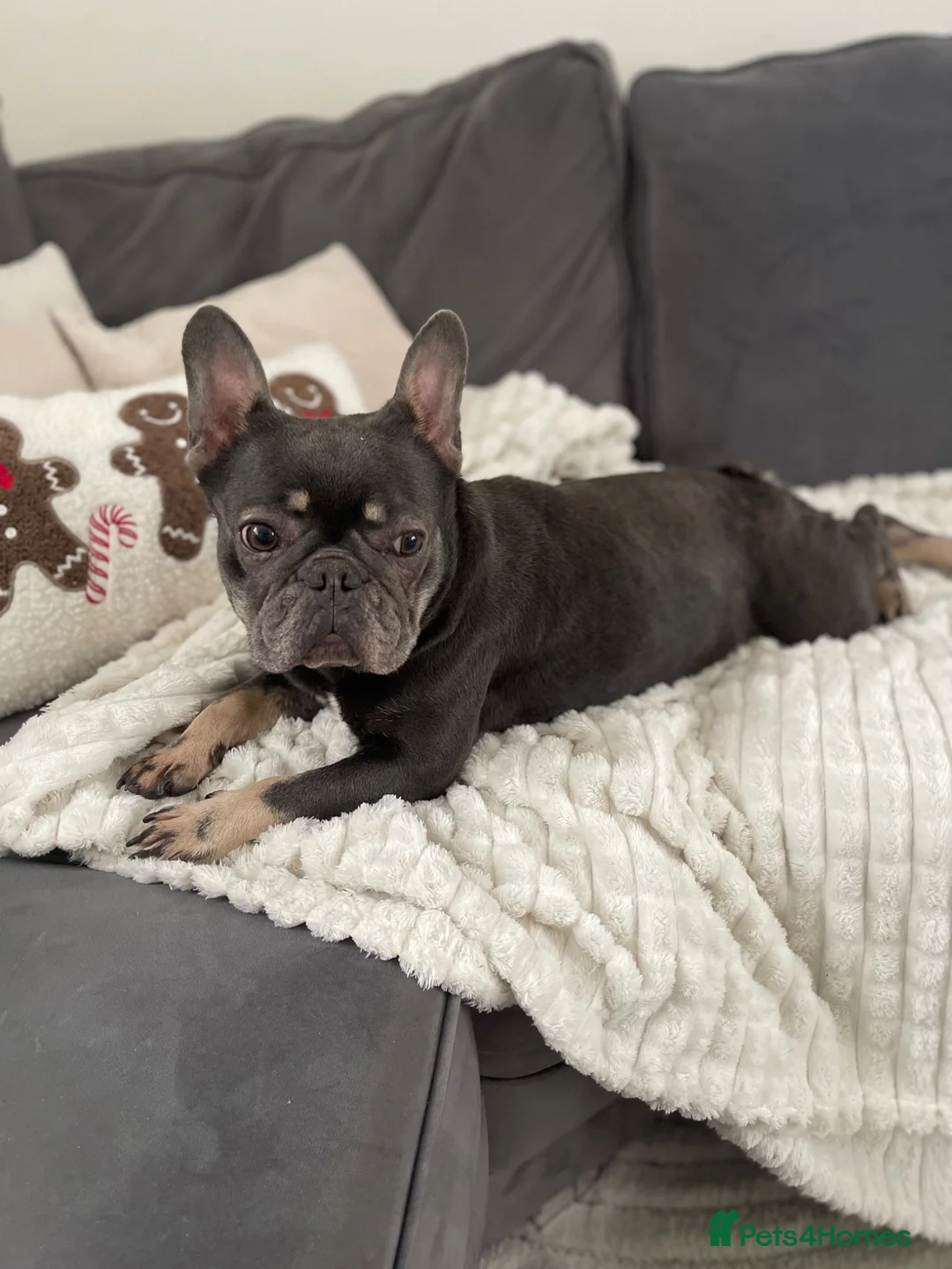 French Bulldog dogs for sale: French bulldog looking for new home - Advert 4
