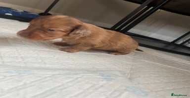 Miniature Dachshund dogs - Advert 7