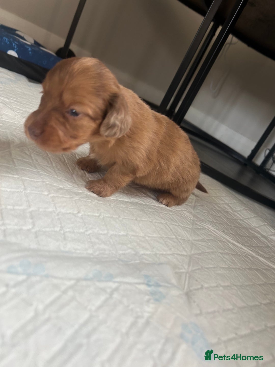 Miniature Dachshund dogs for sale: Long haired Dapple Puppy ready to leave  - Image 3