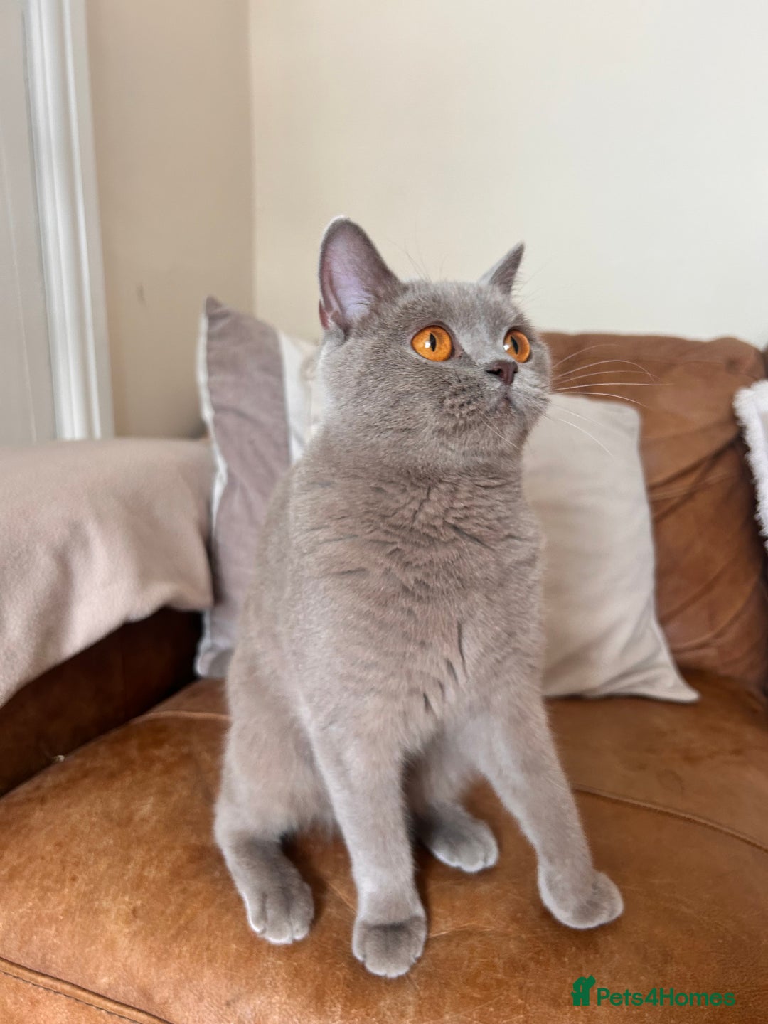 British Shorthair cats for sale: GCCF Reg Lilac BSH  - Advert 2