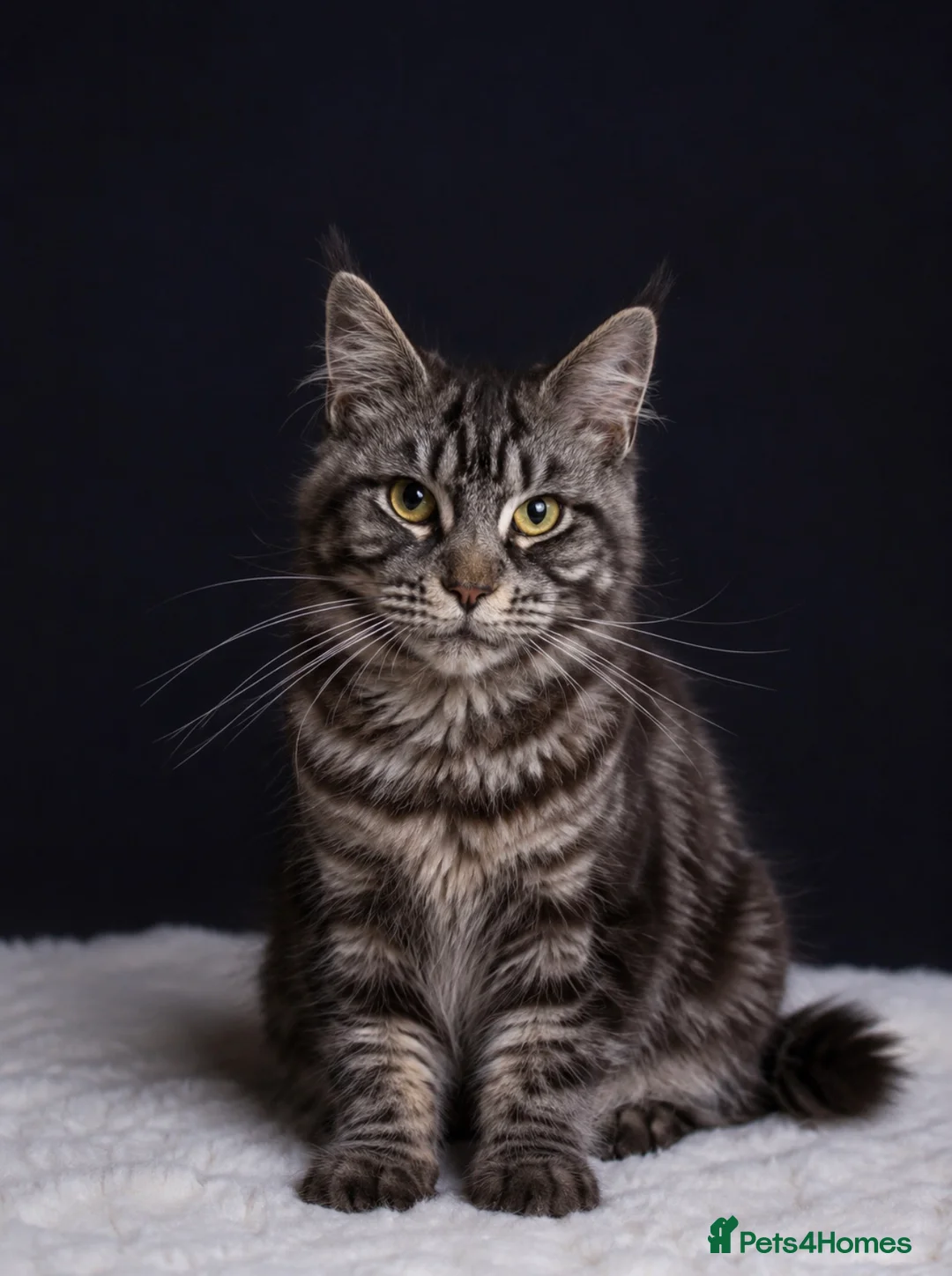 Maine Coon cats for sale: Black Silver Polydactyl MaineCoon Active Register  in Bonnybridge - Advert 9