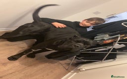 Cane Corso dogs for stud: Cane Corso (beautiful nature) in Stranraer - Image 2