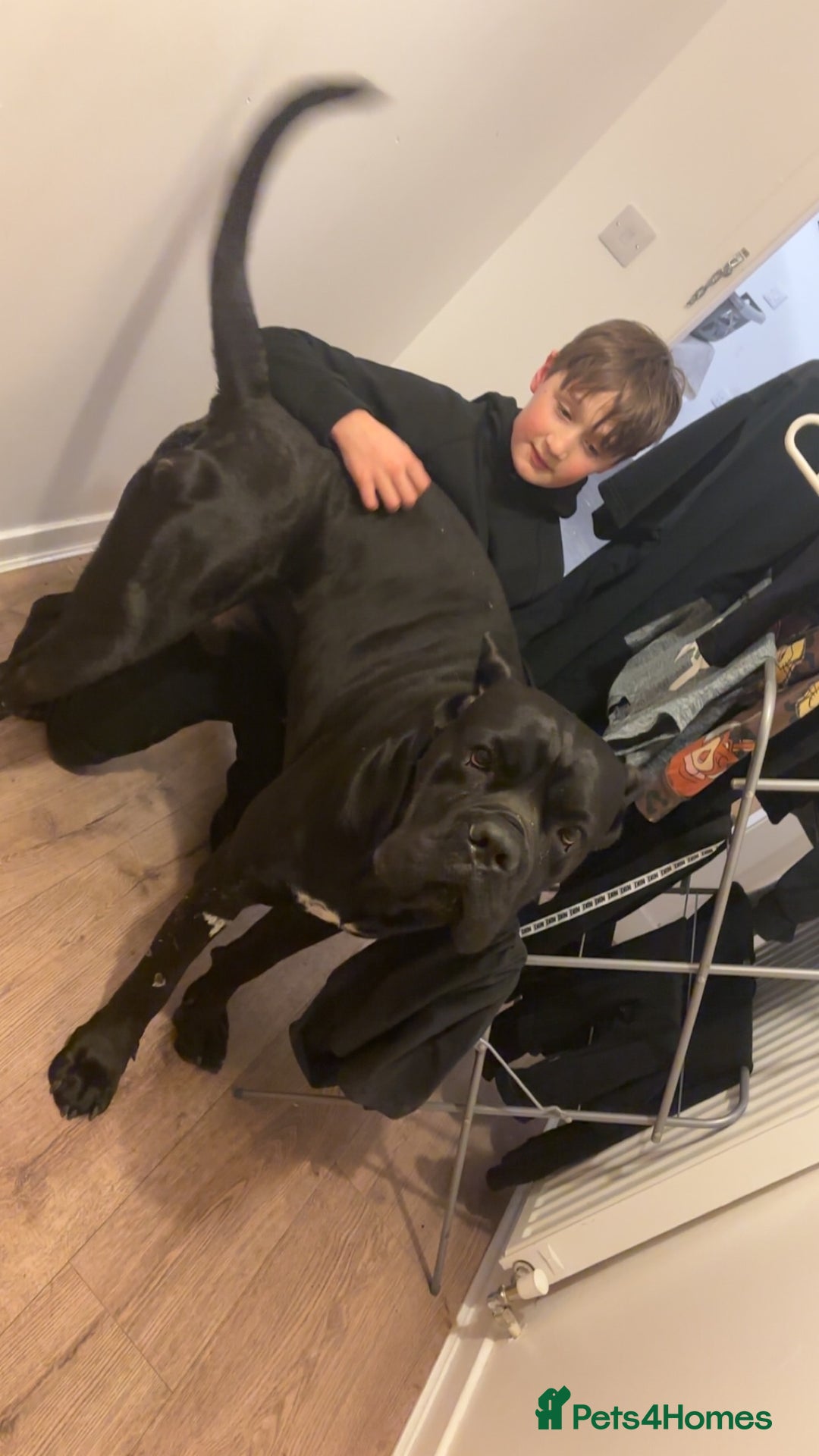 Cane Corso dogs for stud: Cane Corso (beautiful nature) in Stranraer - Image 2