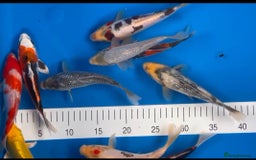 Koi Carp fish for sale: Huge selection of Japanese Koi for sale - Image 2