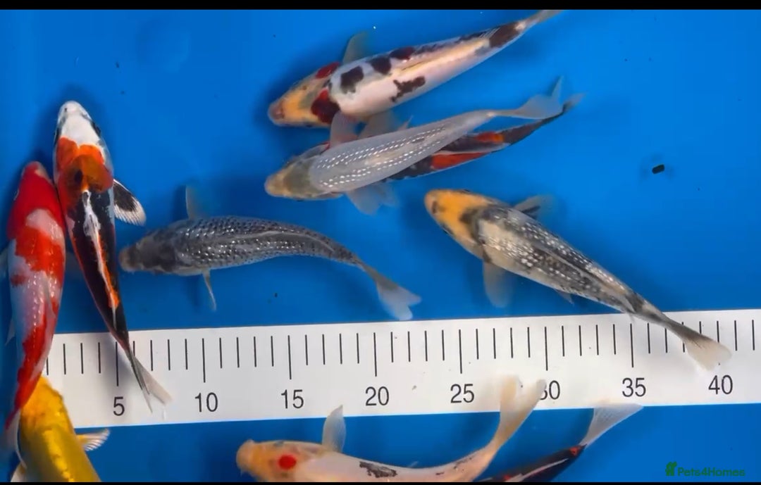 Koi Carp fish for sale: Huge selection of Japanese Koi for sale - Image 2