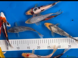 Koi Carp fish Huge selection of Japanese Koi for sale - Advert 1
