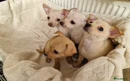 Chihuahua dogs for sale: 4 beautiful chihuahua pups  - Image 3