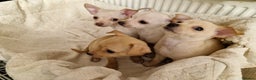 Chihuahua dogs for sale: 4 beautiful chihuahua pups  - Advert 3