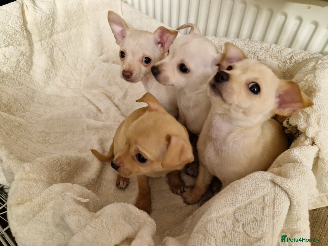 Chihuahua dogs for sale: 4 beautiful chihuahua pups  - Image 3