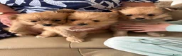Pomeranian dogs for sale: 3 gorgeous Pomeranian puppies - Advert 5