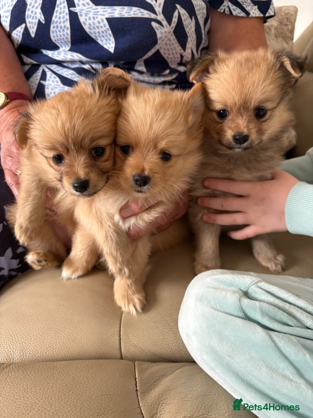 Pomeranian dogs for sale: 3 gorgeous Pomeranian puppies - Advert 5