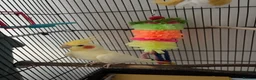 Cockatiels birds for sale: Cockatiel for sale  in Southsea - Advert 3