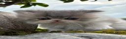 Persian cats for sale: Exotic long haired kittens male and female  - Advert 21