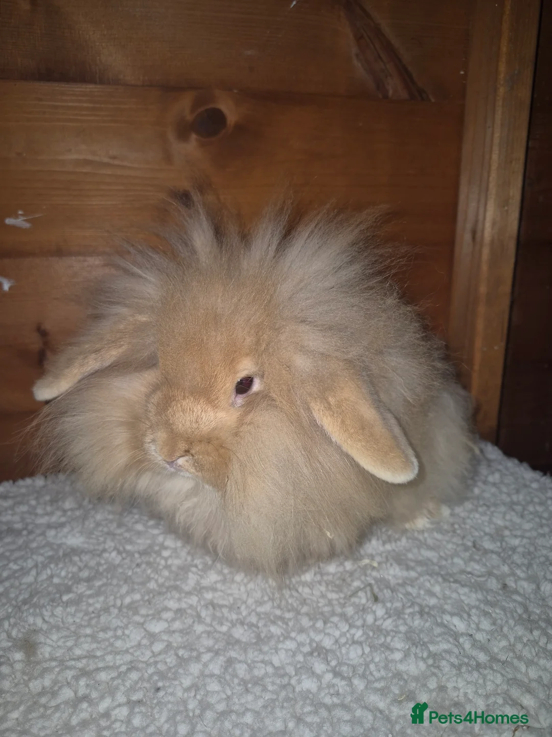 Mixed Breed rabbits for sale: Stunning bunnies ready to go - Advert 1