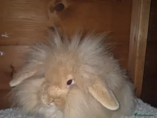 Mixed Breed rabbits Stunning bunnies ready to go - Advert 1