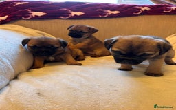 Border Terrier dogs for sale: Border terrier puppies for sale  - Image 11