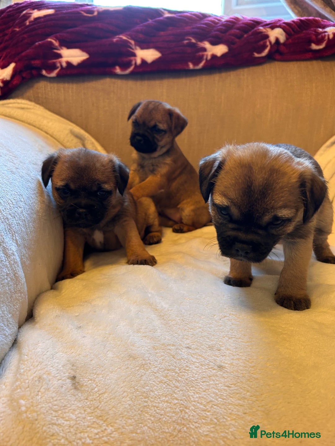 Border Terrier dogs for sale: Border terrier puppies for sale  - Image 11
