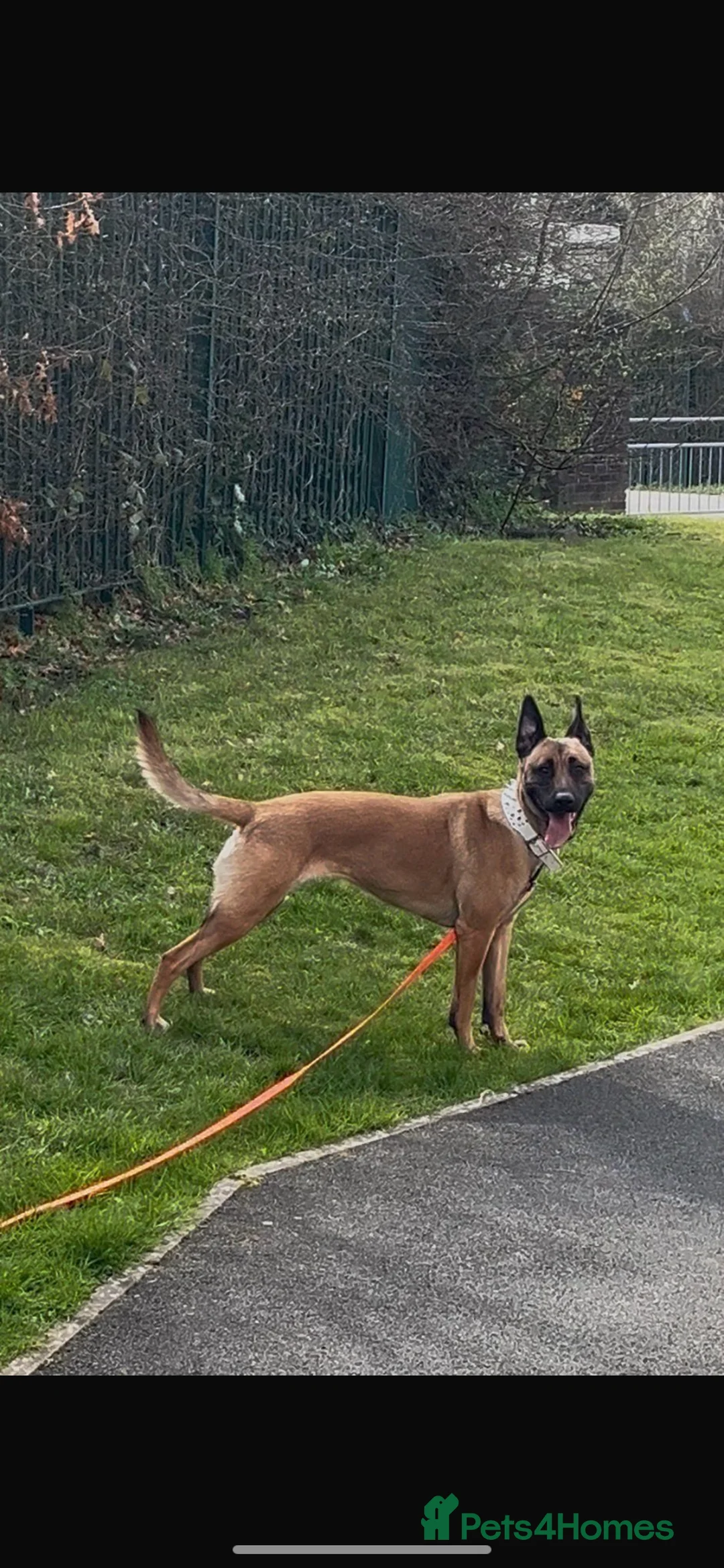 Mixed Breed dogs for sale: Belgian Malinois x Bullmastiff dog - Advert 2