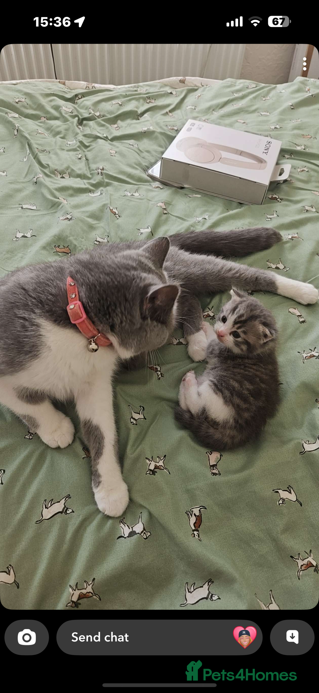 British Shorthair cats for sale: British shorthair x Cross Kitten Male  - Image 4