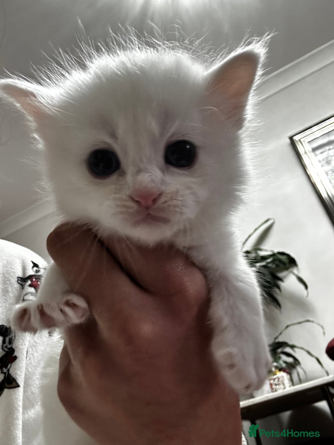 Siamese cats for sale: Siamese x russian blue kittens - Advert 16