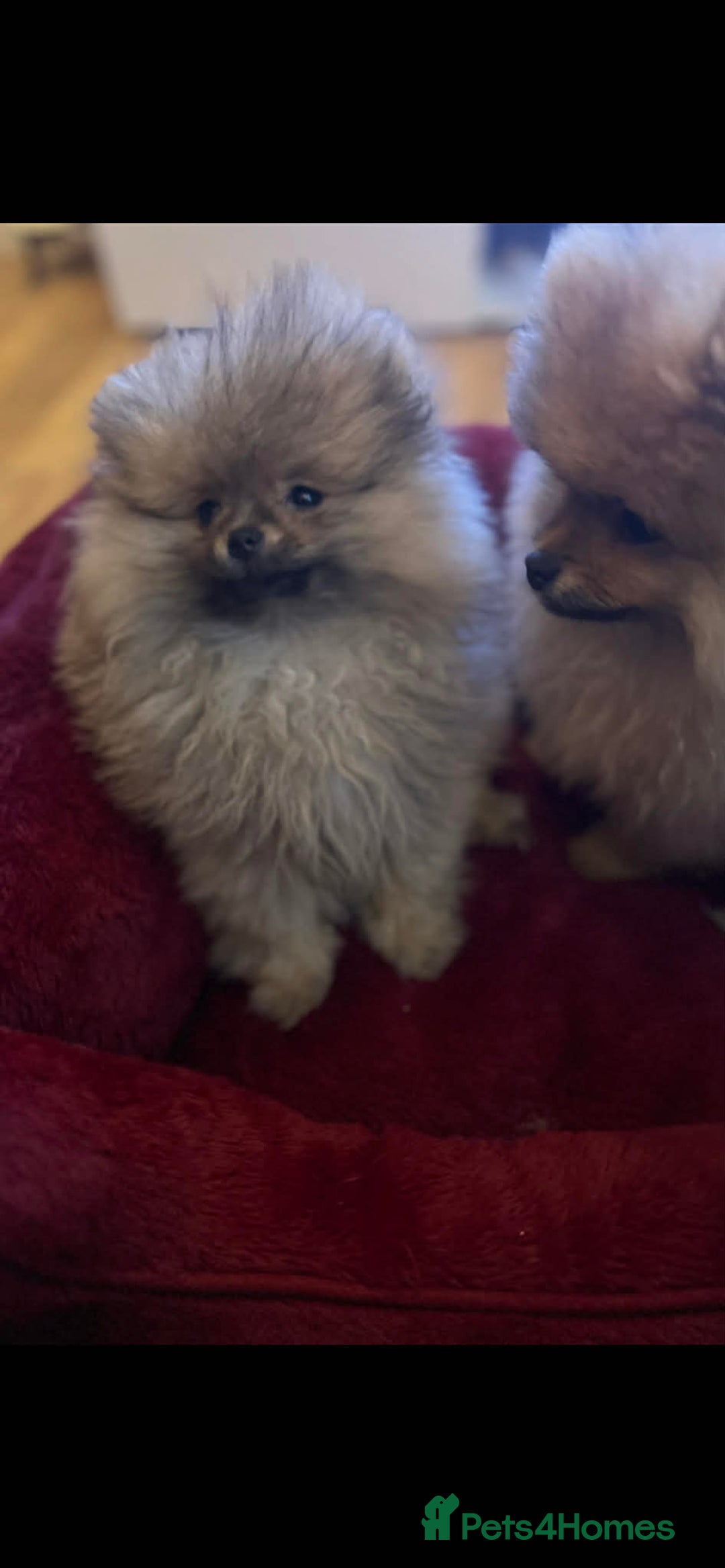 Pomeranian dogs for sale: Russian bloodline pomeranian Kc registered  - Advert 21