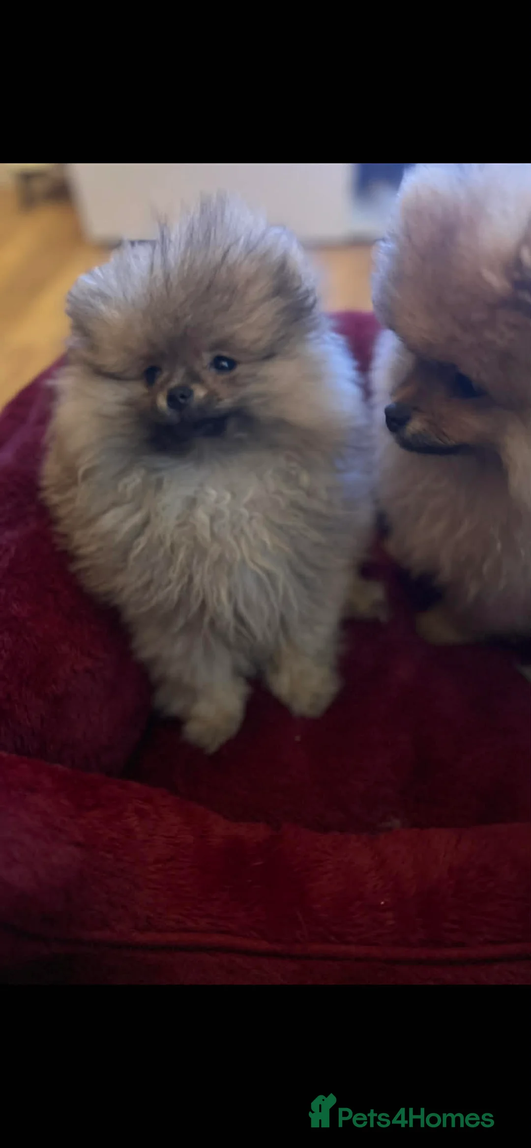 Pomeranian dogs for sale: Russian bloodline pomeranian Kc registered  - Advert 21