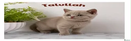 British Shorthair cats for sale: Champion bloodline BSH kittens  in Belvedere - Advert 6