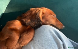Miniature Dachshund dogs for sale: Miniature Longhaired Dachshund  - Image 4
