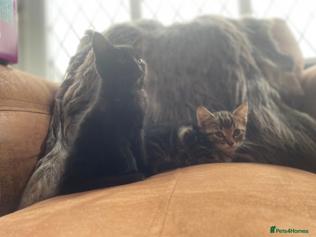 Mixed Breed cats - Advert 3