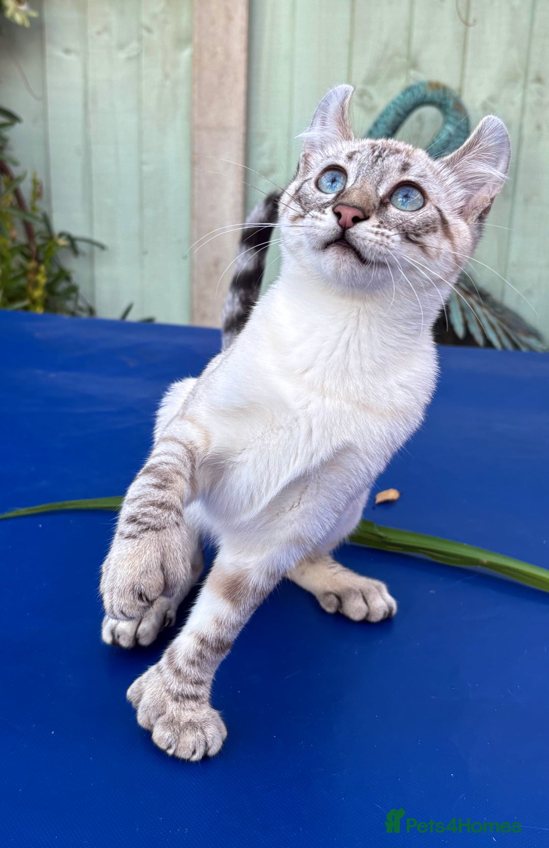 Savannah cats for sale: Superb polydactyl curled eared snow leopard  - Image 16
