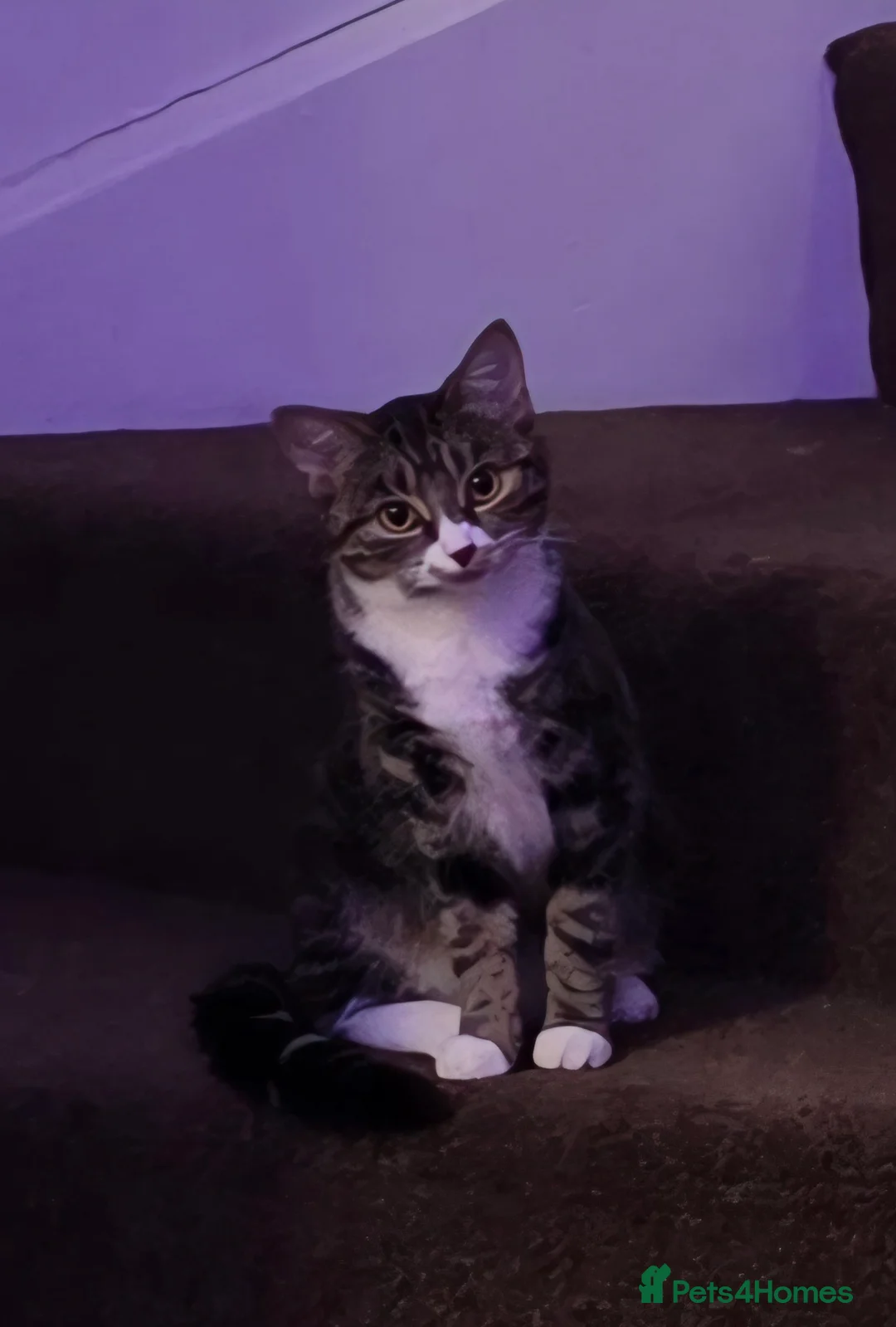 Mixed Breed cats for sale: 2x kittens must go together  - Advert 4