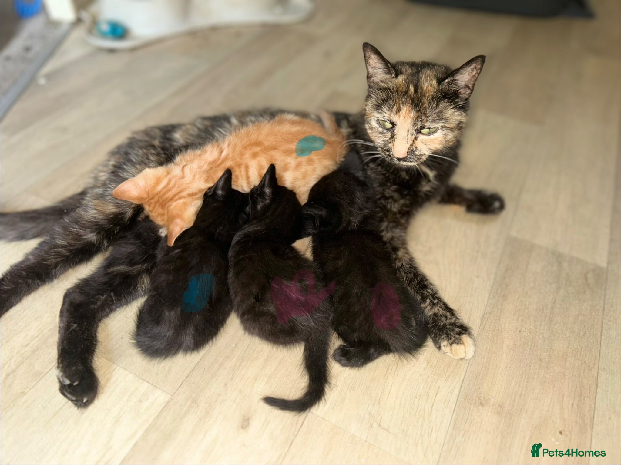 Mixed Breed cats 4 kittens  - Advert 1