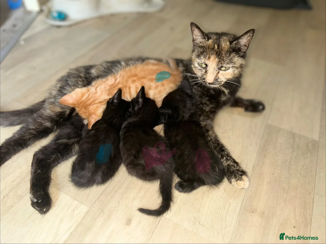 Mixed Breed cats for sale: 4 kittens  in Clacton-on-Sea - Advert 1