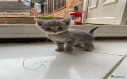 Mixed Breed cats for sale: AVAILABLE SECOND WEEK OF SEPTEMBER  - Image 9