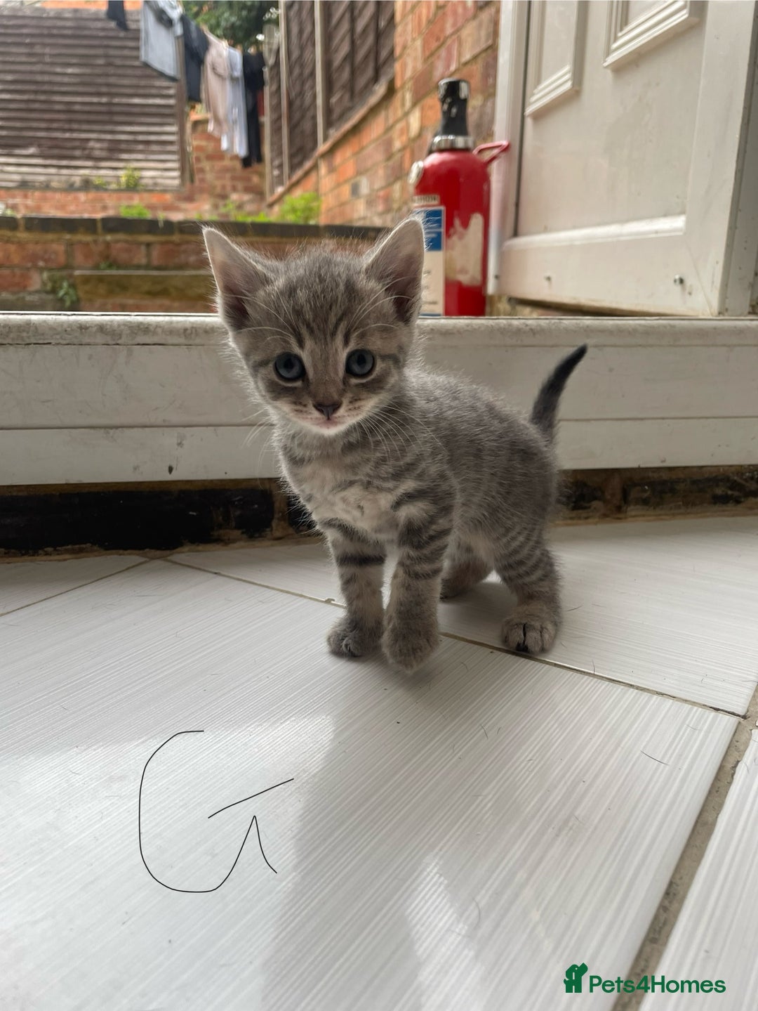 Mixed Breed cats for sale: AVAILABLE SECOND WEEK OF SEPTEMBER  - Image 9