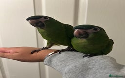 Parrots birds for sale: Hand Reared Baby Hahns Macaws  - Image 4