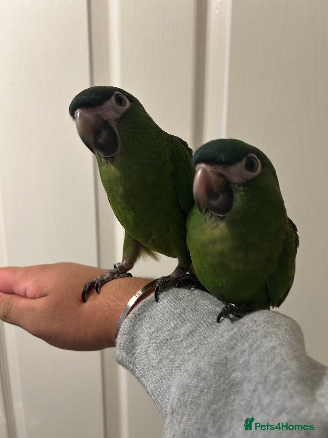 Parrots birds for sale: Hand Reared Baby Hahns Macaws  - Image 4