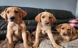 Labrador Retriever dogs for sale: KC Reg Fox Red Labrador Male. Fully vaccinated. in Mold - Image 4