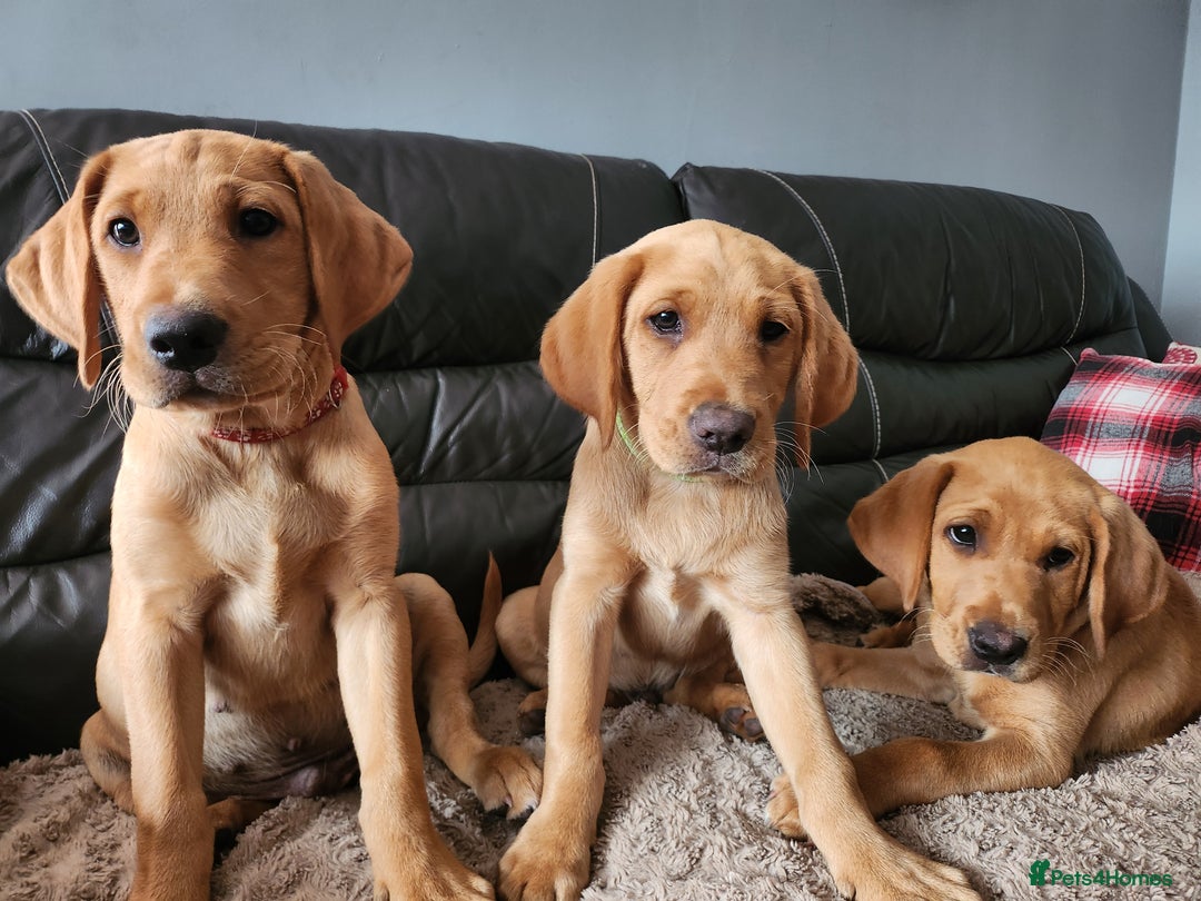 Labrador Retriever dogs for sale: KC Reg Fox Red Labrador Male. Fully vaccinated. in Mold - Image 4