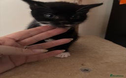 Mixed Breed cats for sale: 3 kittens  - Image 6