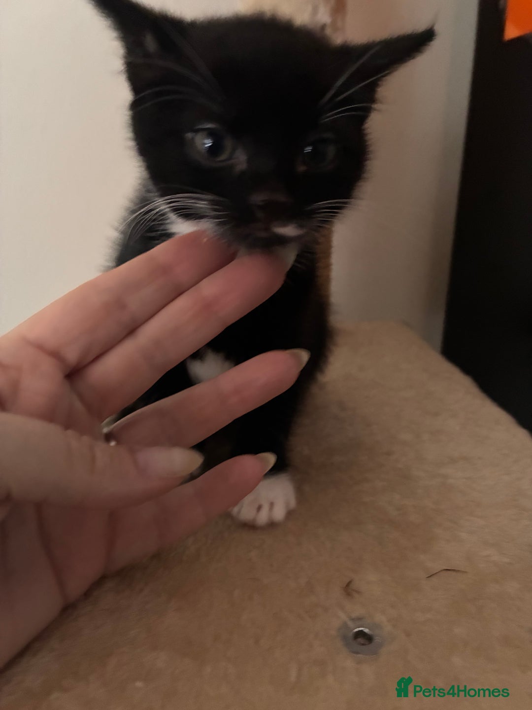 Mixed Breed cats for sale: 3 kittens  - Image 6