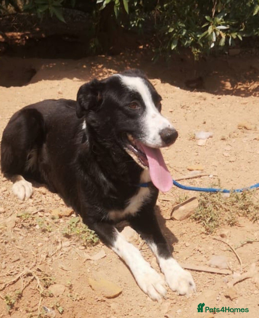 Mixed Breed dogs Reduce fee an Urgent 🚨 home for Max in Hengoed - Advert 11