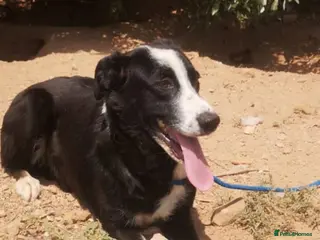 Mixed Breed dogs Reduce fee an Urgent 🚨 home for Max in Hengoed - Advert 11