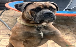 Cane Corso dogs for sale: Cane corso for rehome - Image 6