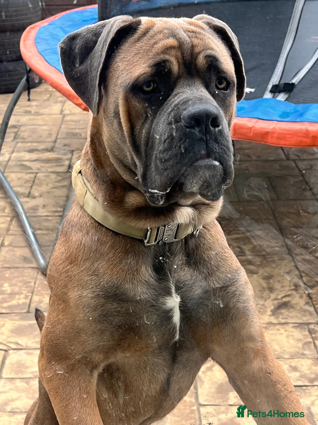 Cane Corso dogs for sale: Cane corso for rehome - Image 6